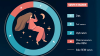 Billedet viser en grafik, der illustrerer de forskellige søvnstadier: døs, let søvn, dyb søvn, Drømmesøvn/REM. 